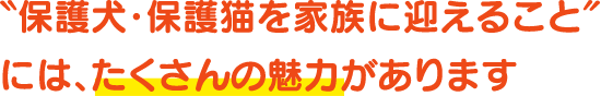 保護犬や保護猫にはたくさんの魅力があります！